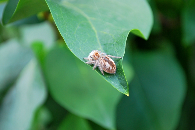 Philaeus chrysops